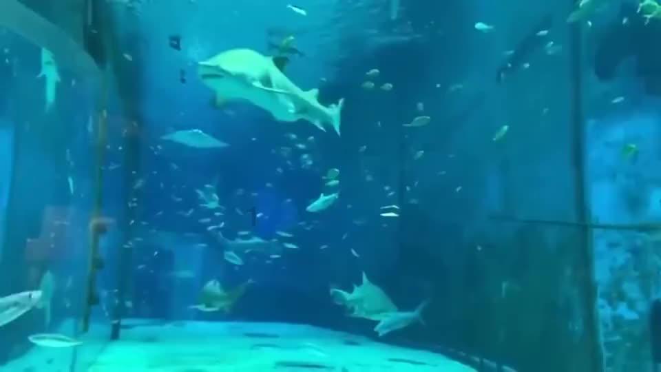 浙江一餐馆调料中被发现活蚂蟥，人若误食将会有何危害？餐饮业该如何监管？